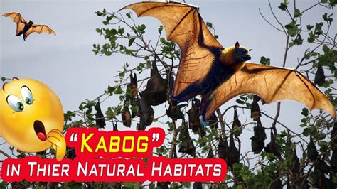 kabog in English .